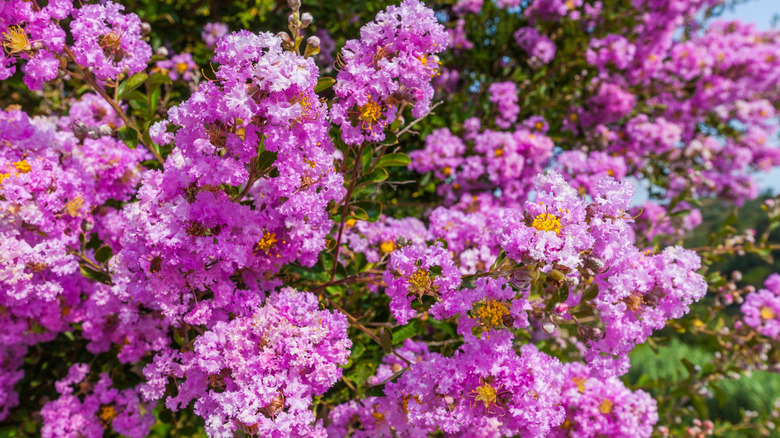 A crepe myrtle blooms with lavender flowers.