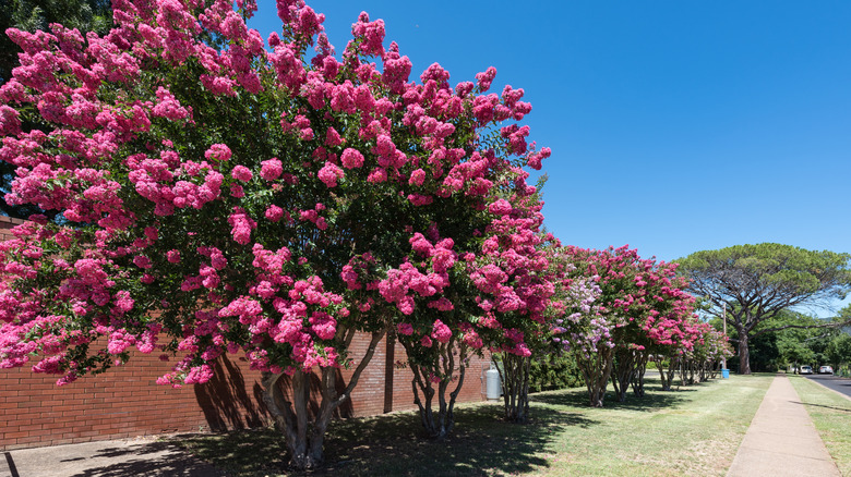 A row a crepe myrtles trees bloom with pink flowers.