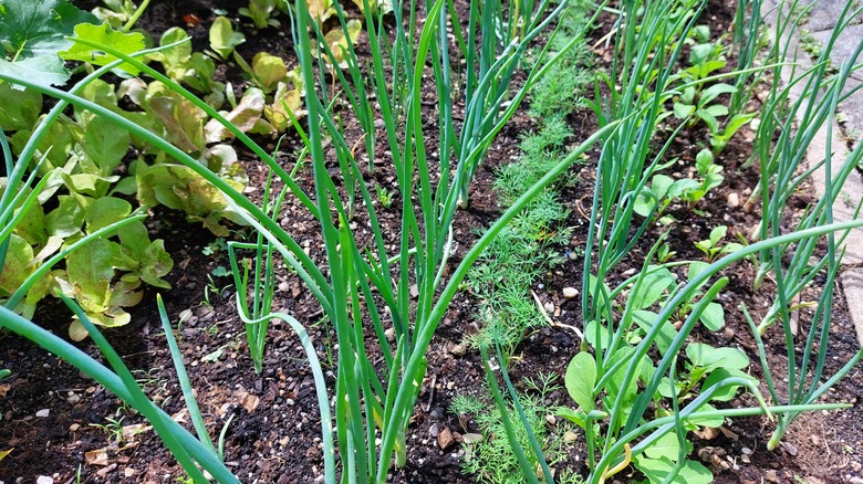interplanted onions and dill