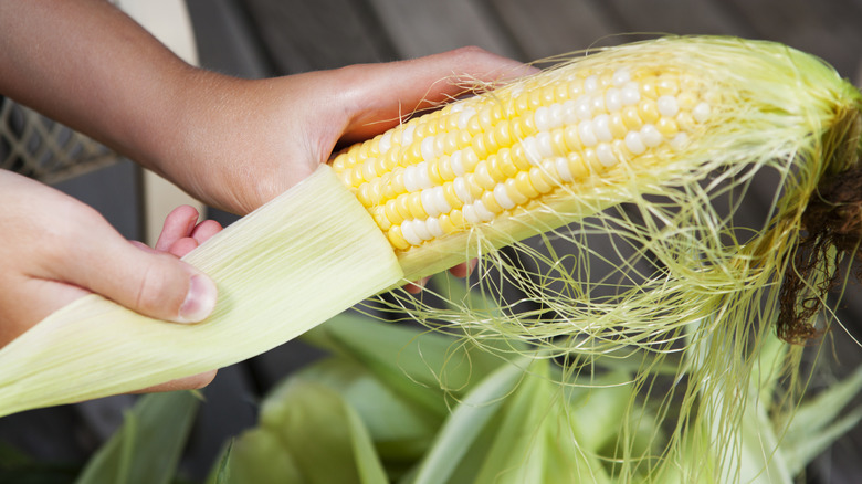 Hands shuck corn on the cob
