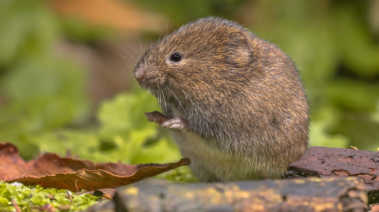 vole in grass