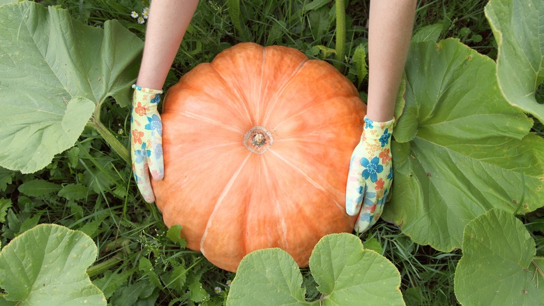 Gardener holding pumpkin