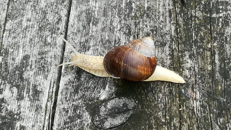 snail moving across porch