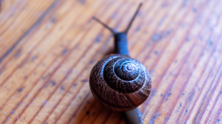 snail on wood