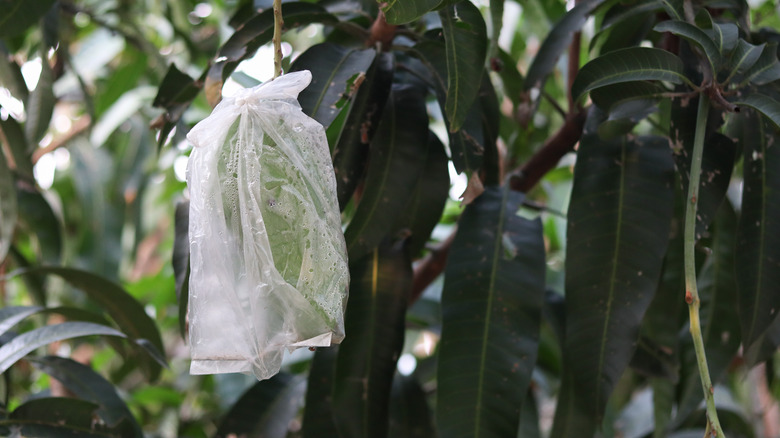 mango growing in plastic bag