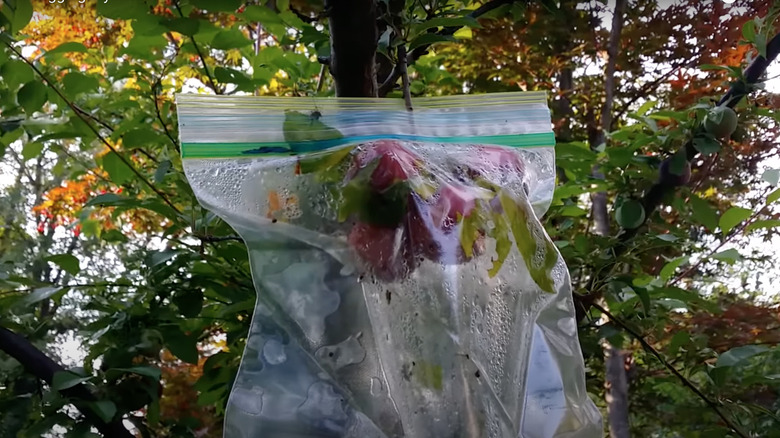 fruit growing in ziploc bag