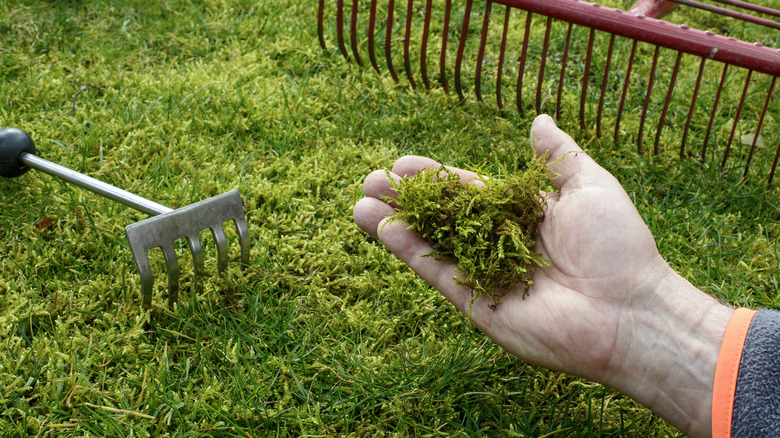 man removing moss from yard