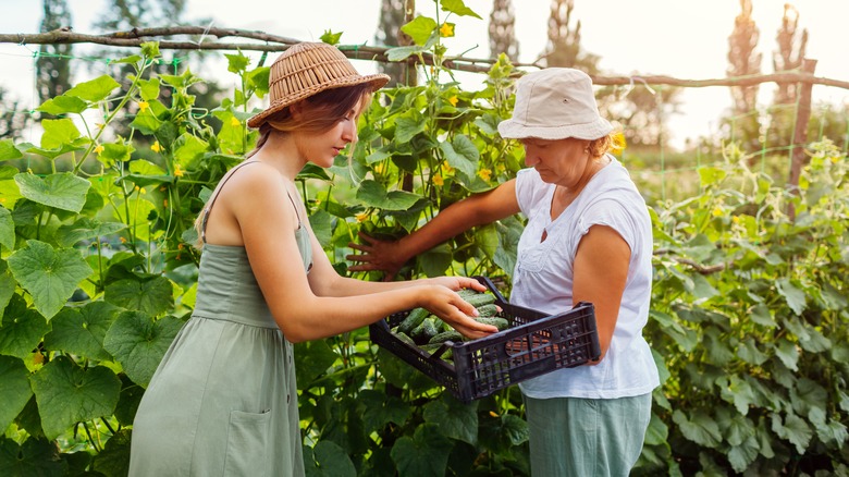 Mother and daughter harvesting cucumbers