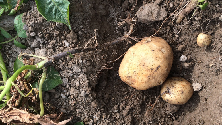 Potato in soil
