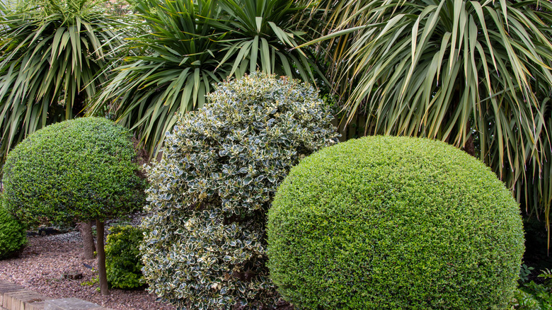 evergreen shrubs in garden