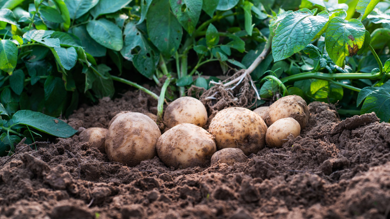 Potatoes in garden