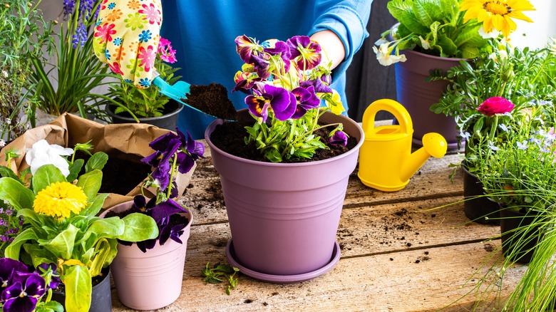 gardener potting flowers wearing gloves