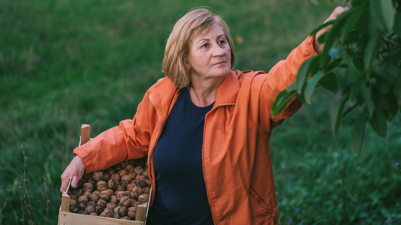 Woman harvesting walnuts from tree