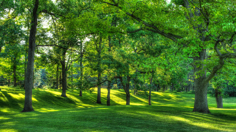 Walnut trees in grassy field