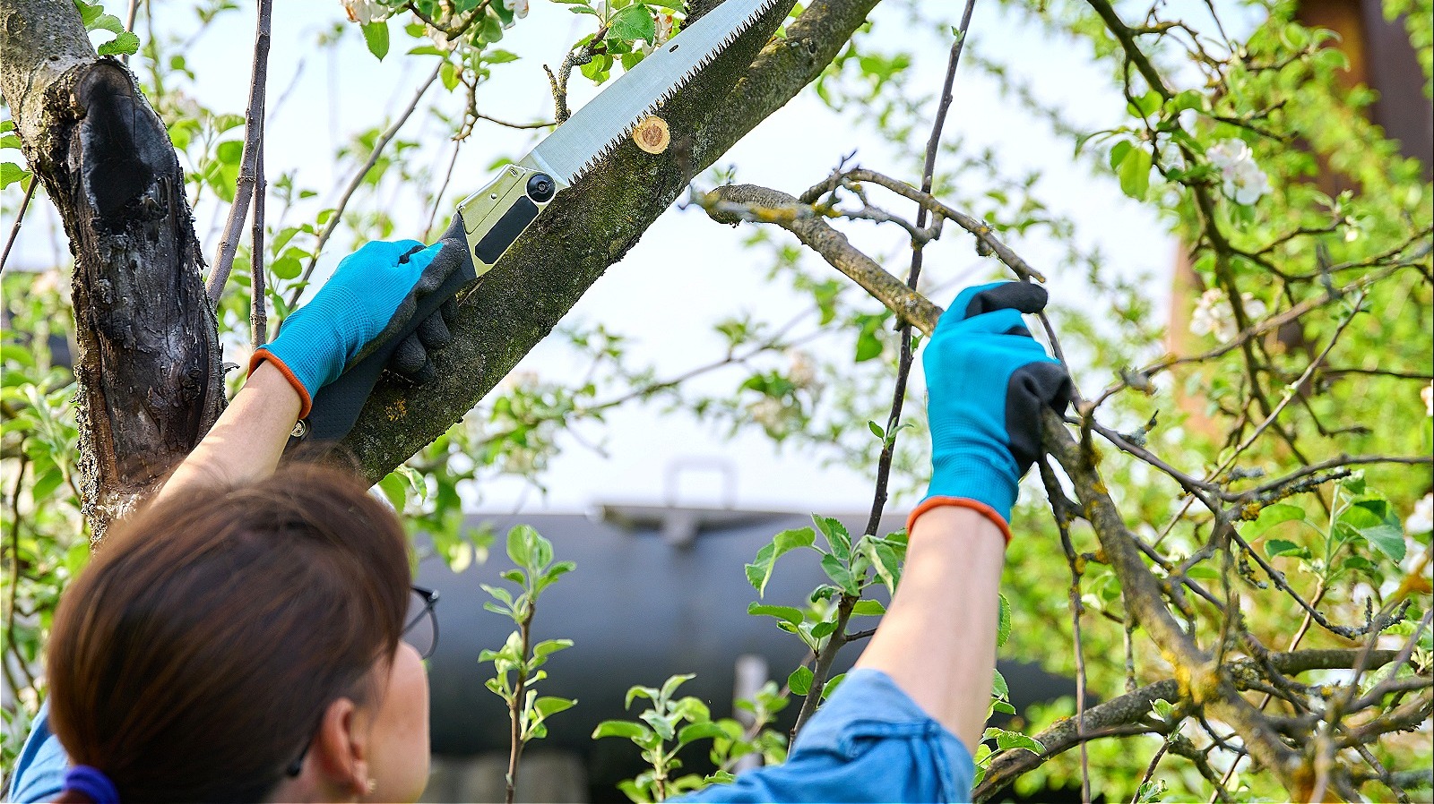 The Gardening Myth With Trees You Need To Stop Believing