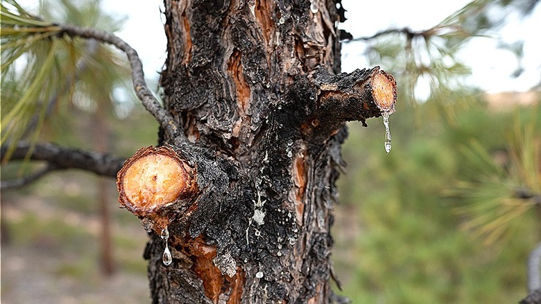 Sap dripping from pine wound