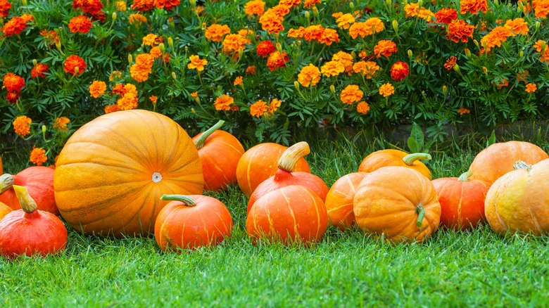 pumpkins near flower garden