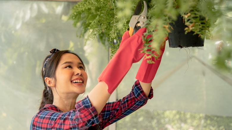 A smiling person trimming hanging ferns