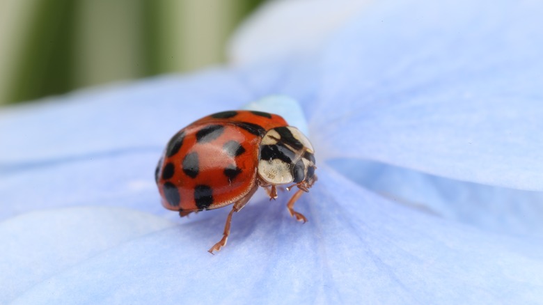 Ladybug on hydrangea flower