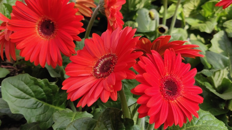 Red gerbera daisies