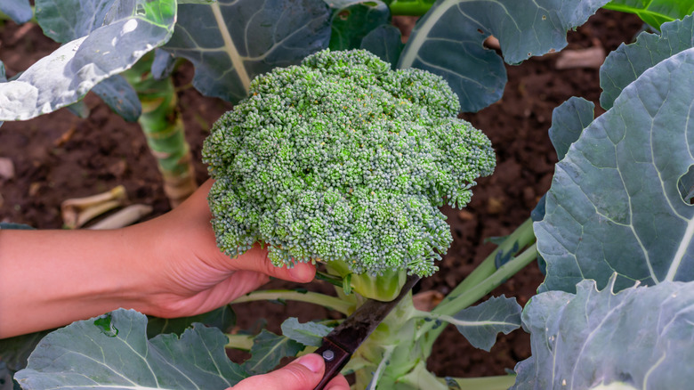 Hands cut broccoli head from plant