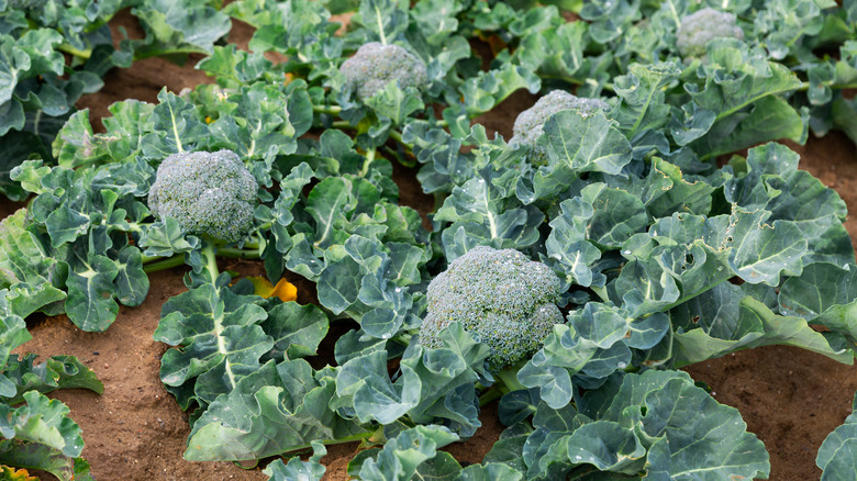 Row of broccoli grows in garden