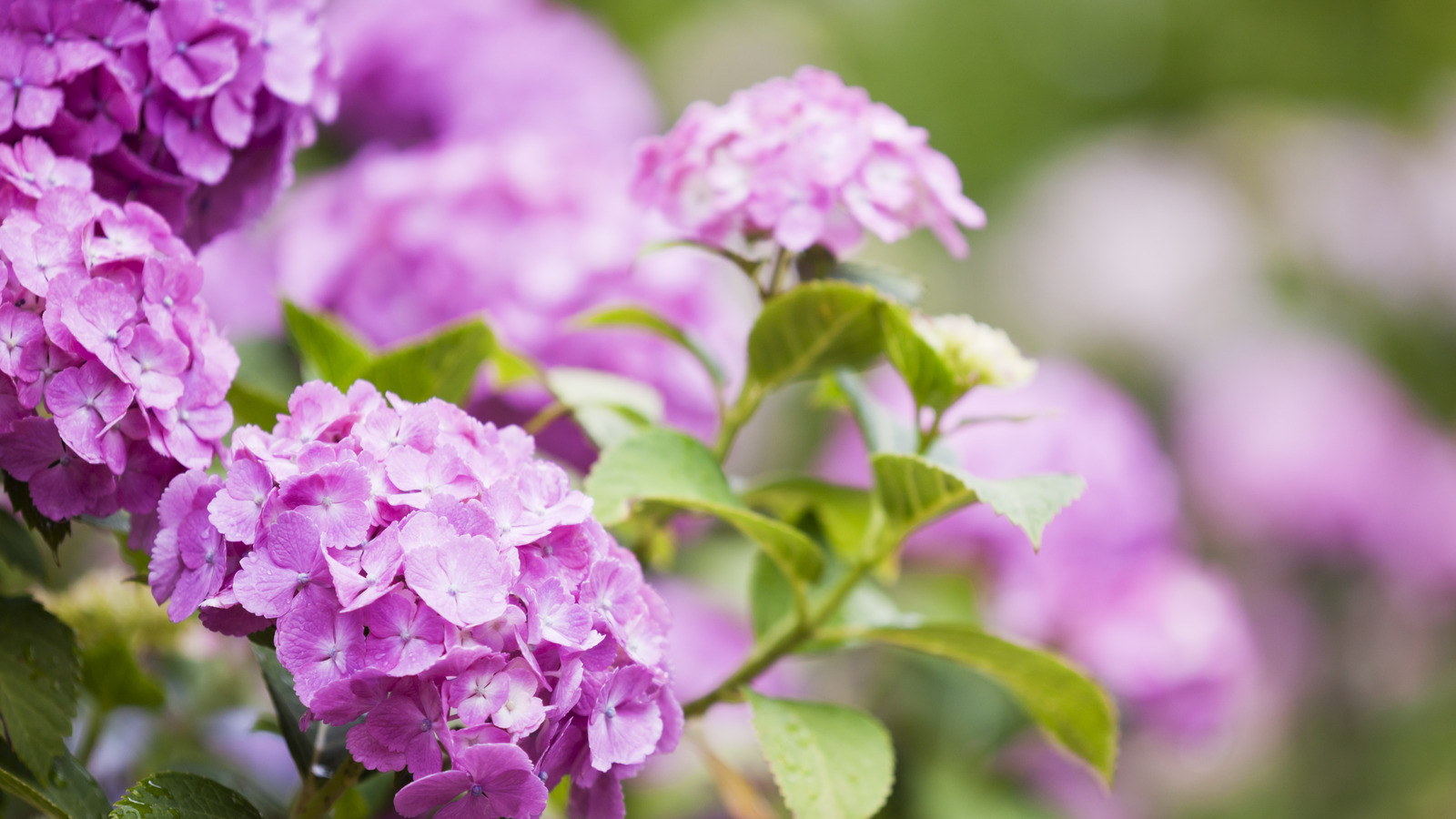 The Gardening Tip You Shouldn't Overlook To Ensure Stunning Hydrangea ...