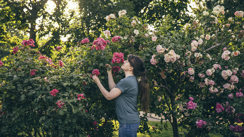 A person smelling fuchia climbing rose blooms in a garden