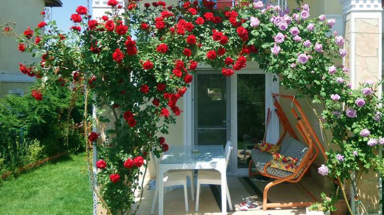 Red and violet climbing roses growing on an entry way trellis