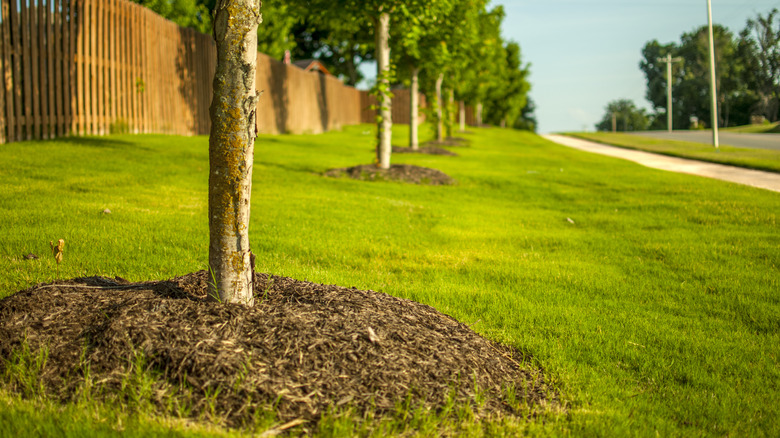 Trees with mulch