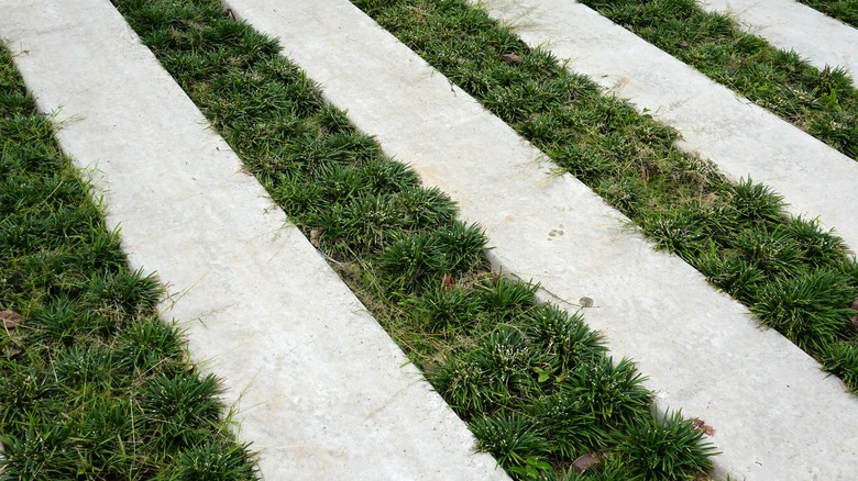 mondo grass growing in pathway