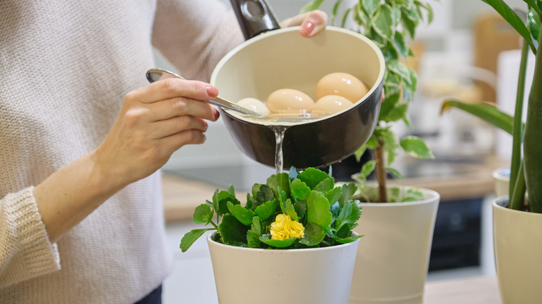 pouring egg water on plants