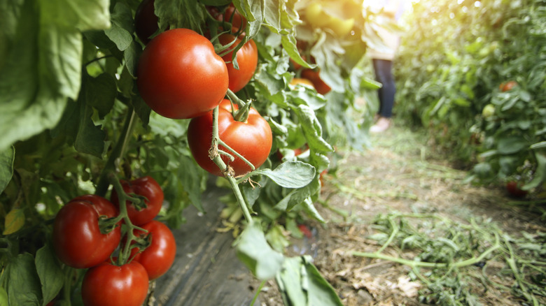 thriving tomato plants