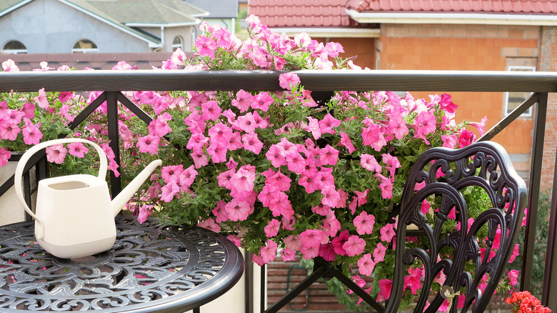 pink petunias on balcony rail