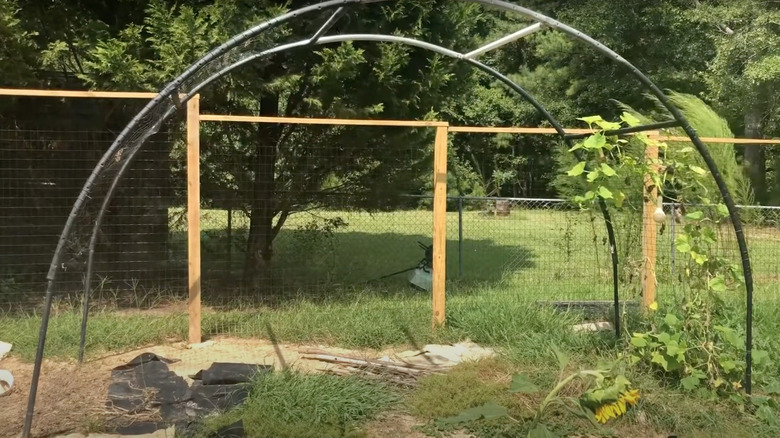 garden trellis made from trampoline