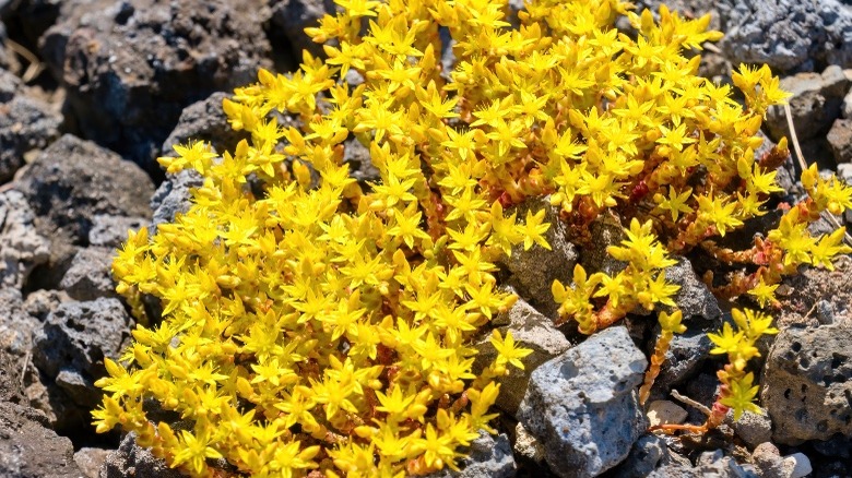 goldmoss in a rocky garden