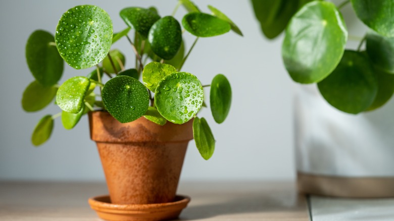 Potted money plants with droplets