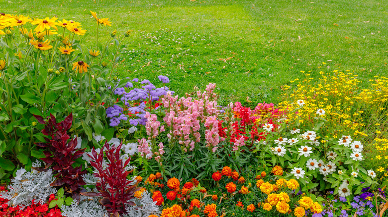 A backyard garden with a range of different beautiful and bright colored flowers