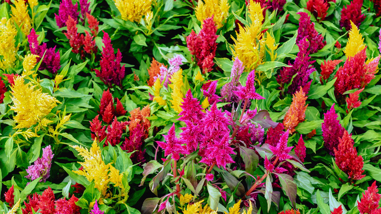 A close up of celosia of varying colors inlcluding yellow, red and purple