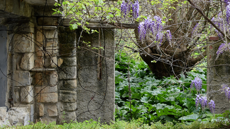 A neglected garden overgrown with various vines