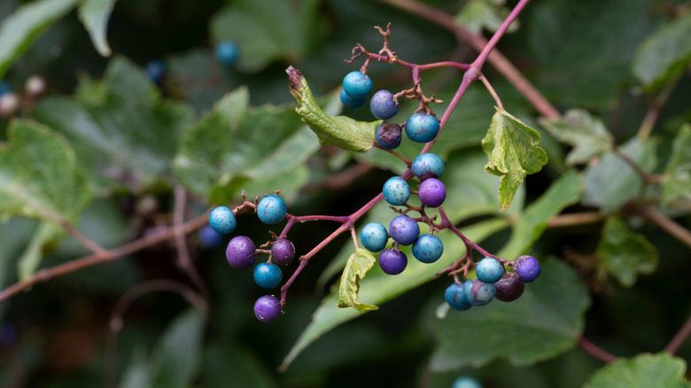 Pretty blue berries of the porcelain berry vine