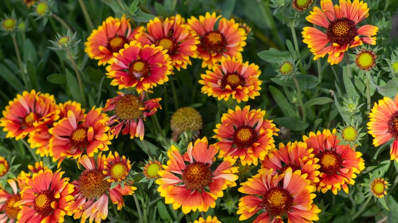 Gaillardia or blanket flowers