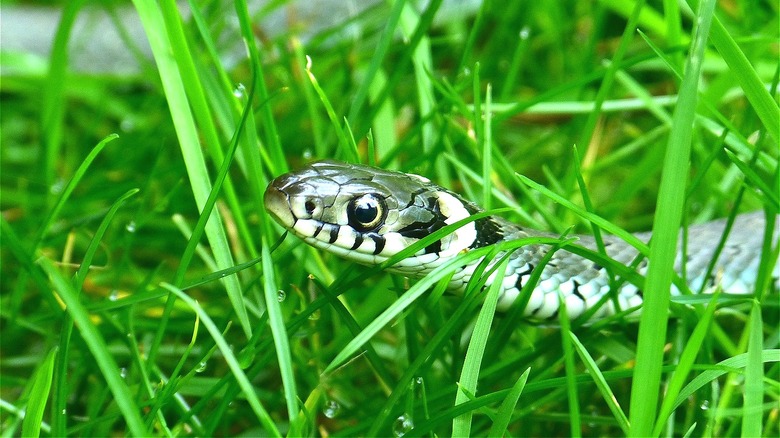 How to Keep Snakes Out of Your Yard
