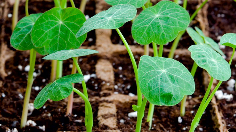 Nasturtium seedlings in seed-raising mix and biodegradable trays