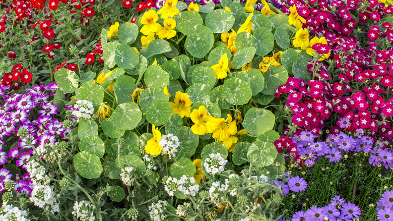 A vibrant spring garden with nasturtiums and other flowers