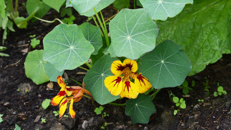 Close up of the 'Orchid Flame' nasturtium flowers