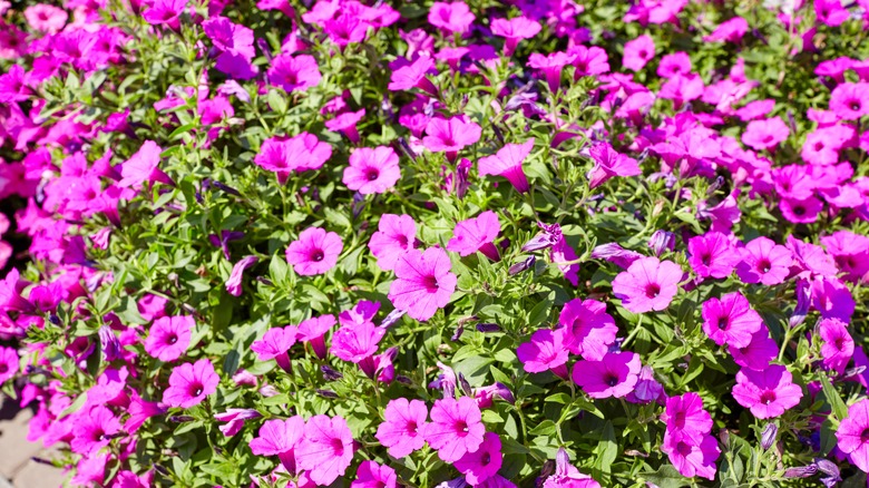 purple petunias