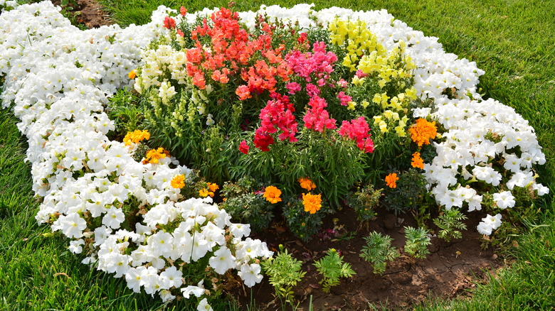 flowerbed of petunias and snapdragons
