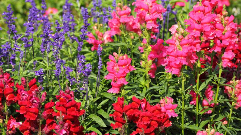 multi-colored snapdragons