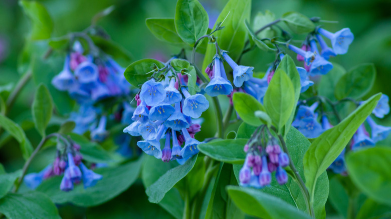 bluebell flowers on green plant